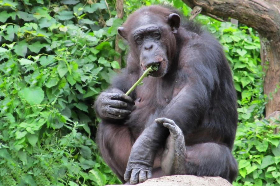 Новый туристический маршрут: на встречу с шимпанзе
