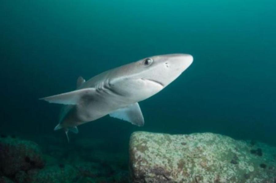Юная австралийка голыми руками вытащила акулу из ловушки