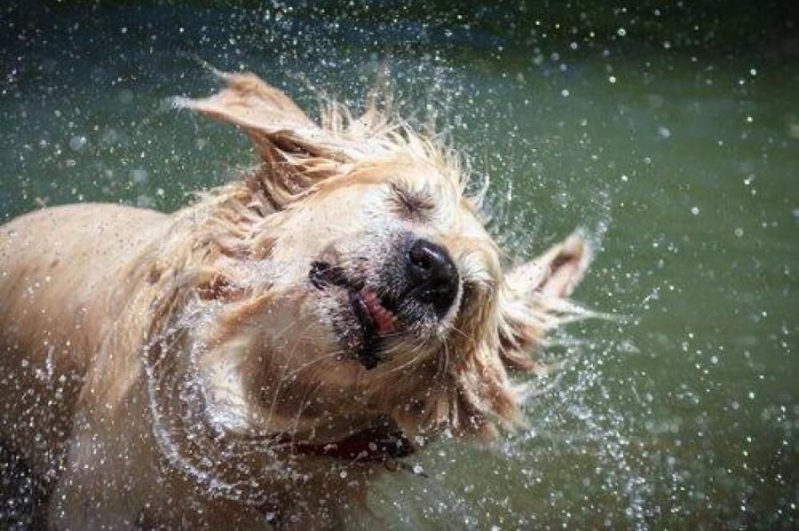 Почему мокрые собаки плохо пахнут