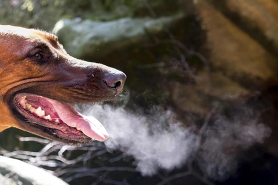 Биологи: в проблемах дыхания у собак виноваты гены