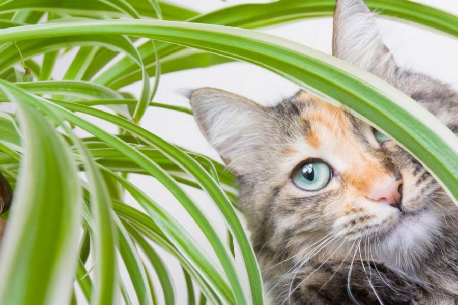 Какие комнатные растения опасны для кошек и собак
