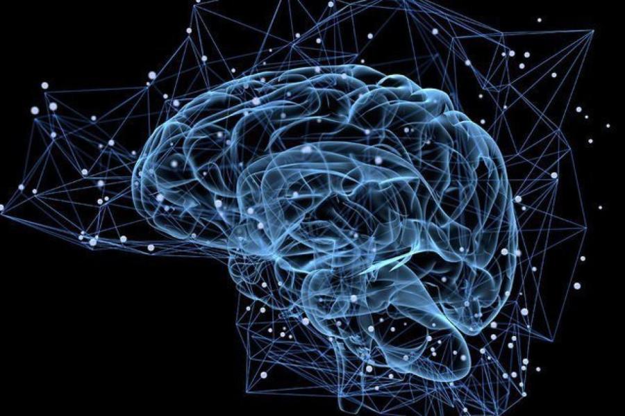 Нейробиологи объяснили, как становиться умнее каждый день