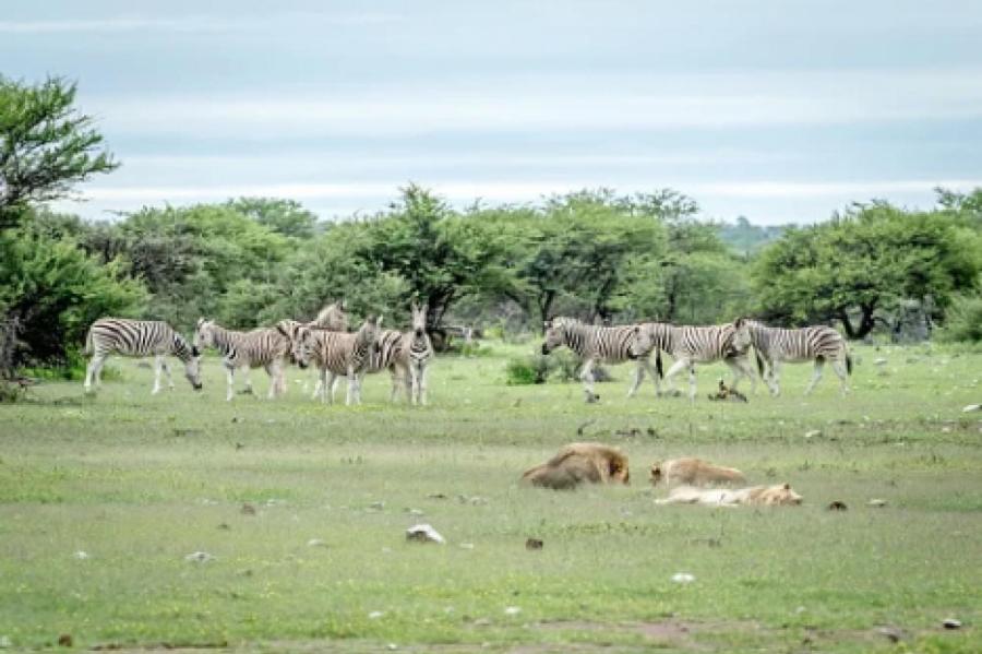 Почему зебры спокойно пасутся рядом со стаей львов?