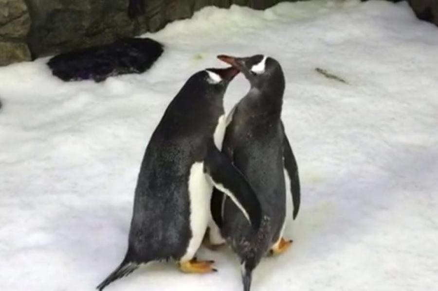 В австралийском зоопарке пингвины-геи снова стали папами