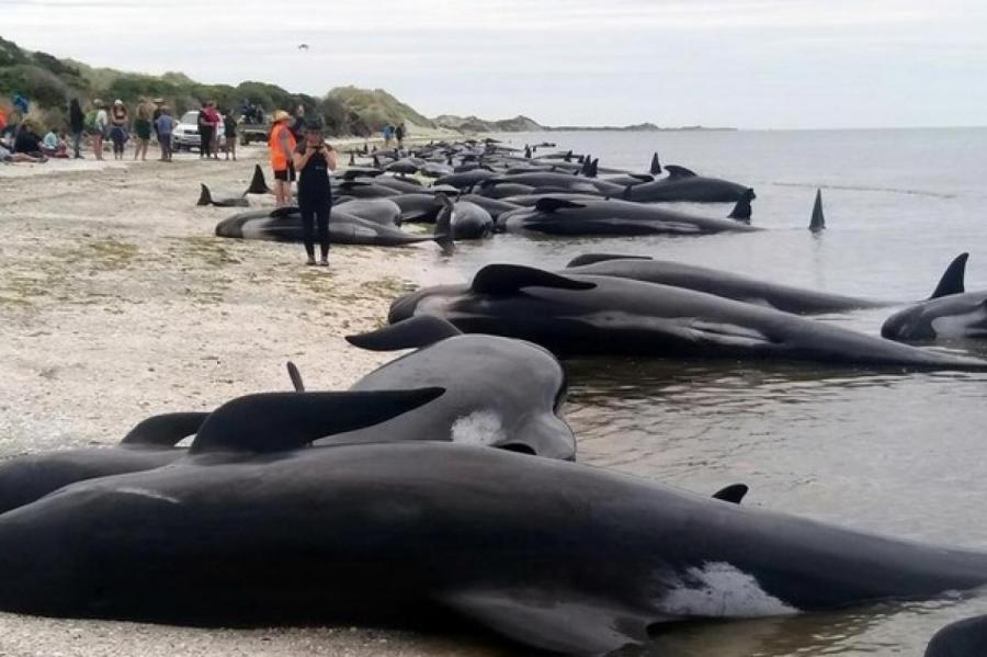 В Новой Зеландии гибнут дельфины