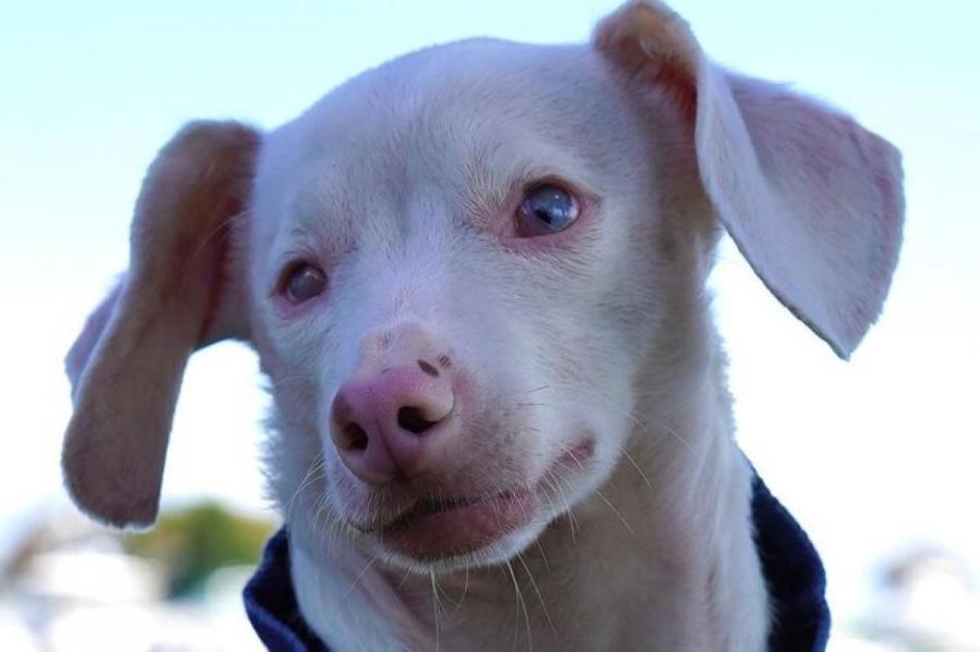 Женщина взяла домой слепоглухого щенка. Он стал кумиром для школьников США