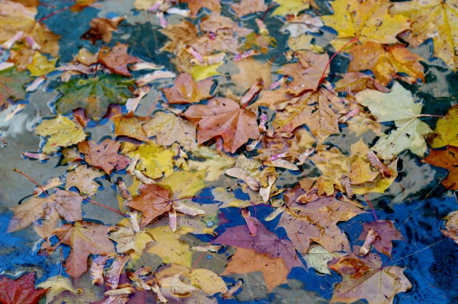 Этой осенью рижане собрали более 1600 тонн опавших листьев