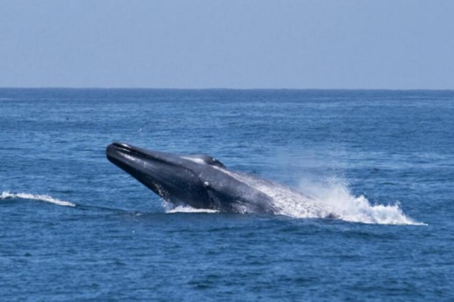 Синие киты вернулись в южную Атлантику