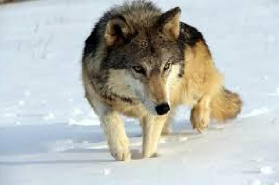 «Взять» волка голыми руками