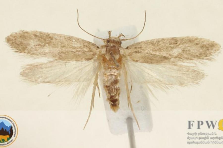 Латвийский ученный открыл крылатое насекомое, неизвестное мировой науке