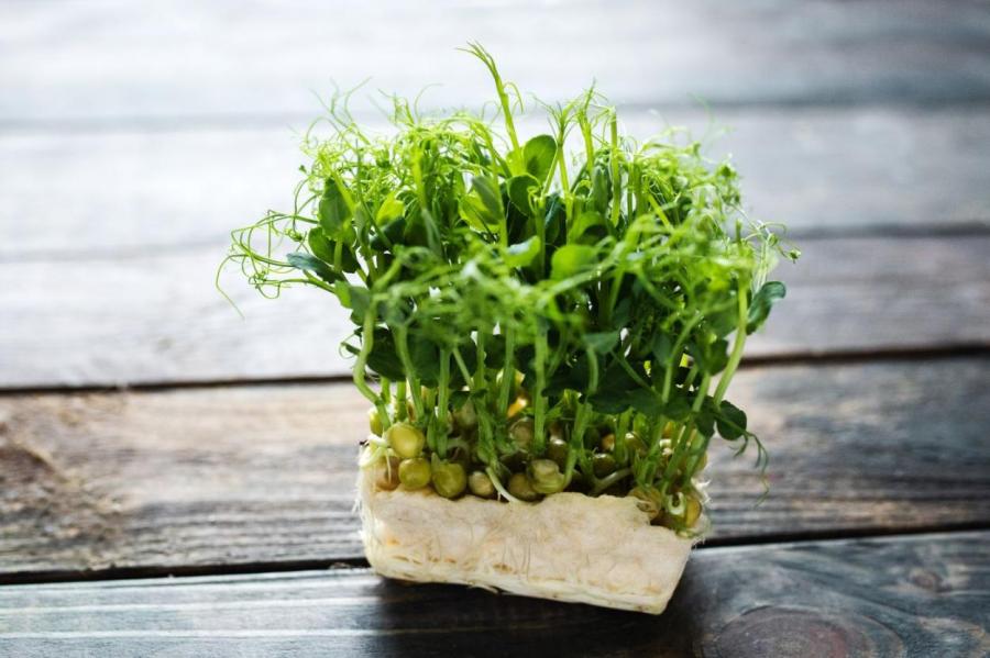 Микрозелень: как вырастить витамины на подоконнике?