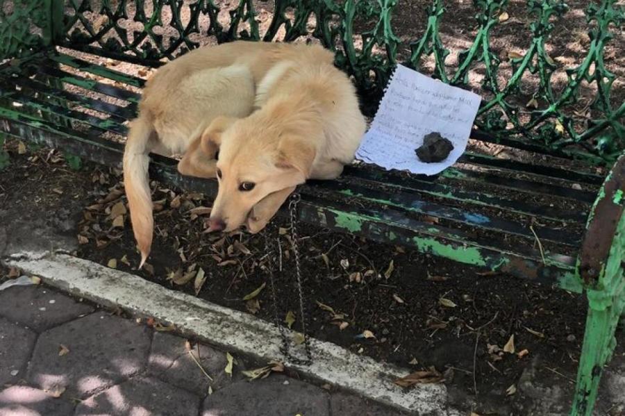 Хозяин бросил пса в парке, привязав его k скамейке. А рядом оставил записку...