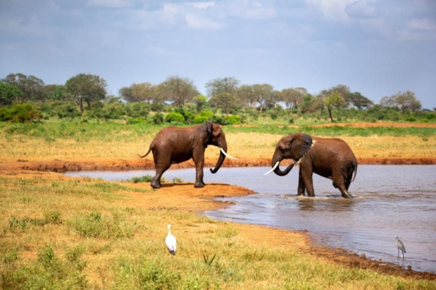 Ну и ну! В жаркий день слоны теряют столько воды, что можно наполнить две ванны