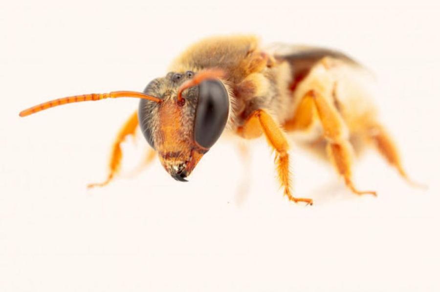 В Австралии начали исследовать уникальных пчел, собирающих нектар по ночам