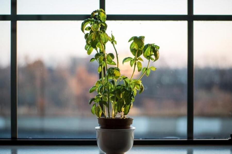 Как быстро вырастить зелень дома с помощью лампы