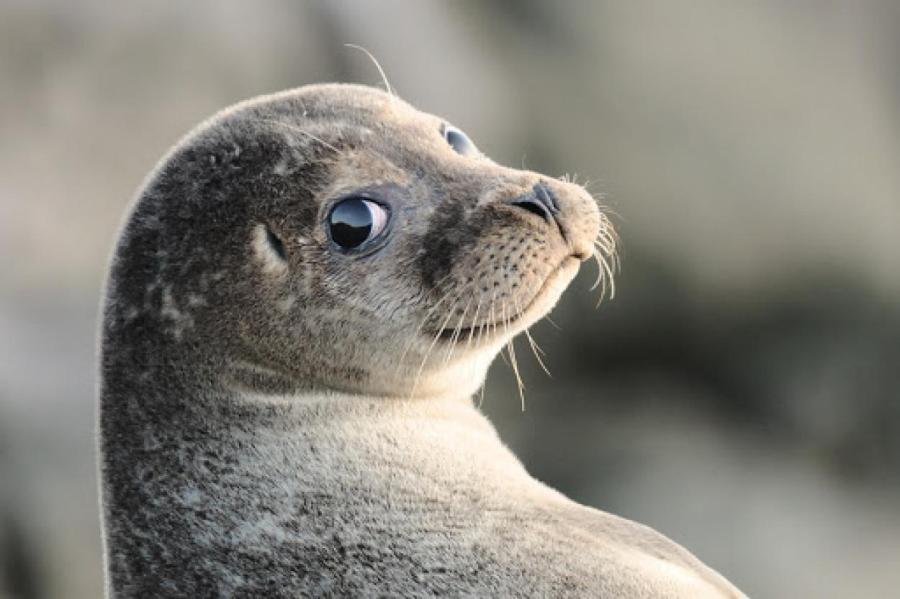 Учёные: морские животные могут стать жертвами ковида?
