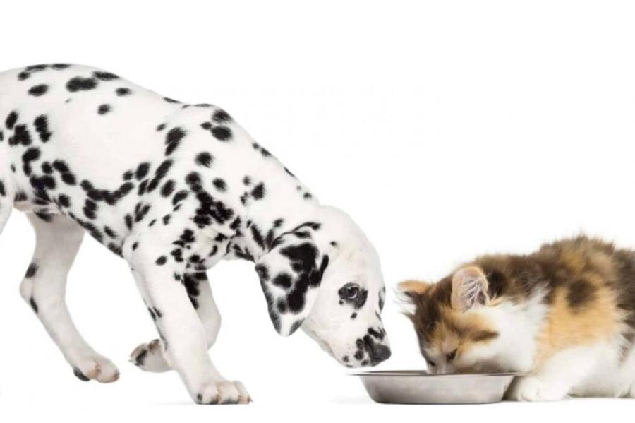 Можно ли кормить щенка кошачьим кормом?