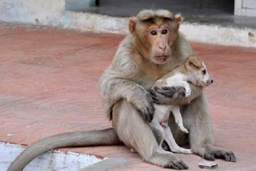 Обезьяна «усыновила» щеночка и воспитывает его, как настоящая мама