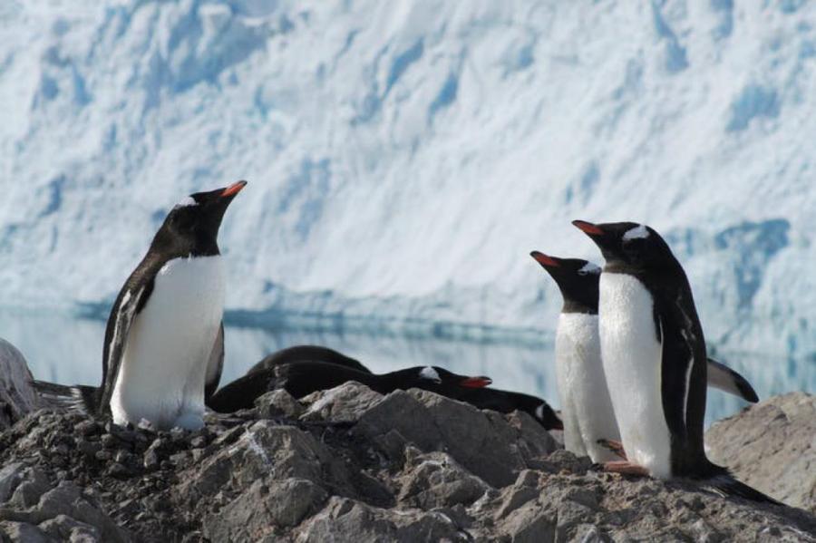 На островах Южного океана обнаружили три новых вида пингвинов