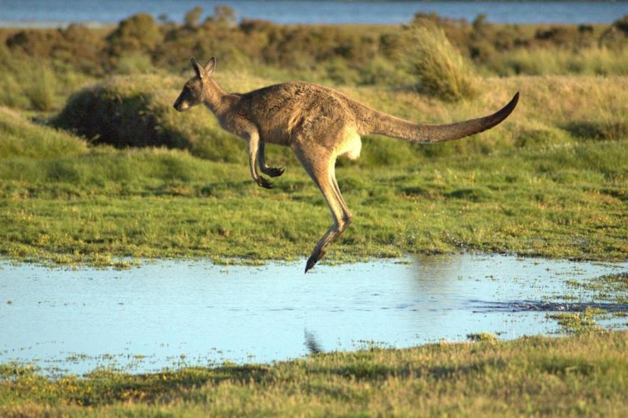 Как кенгуру регулируют скорость