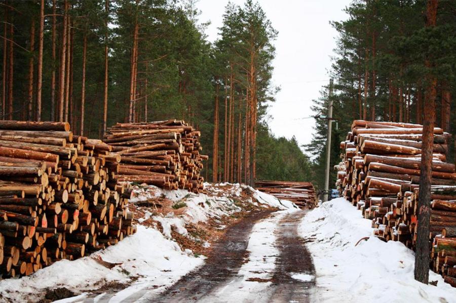 Самые крупные лесовладельцы в Латвии – шведы
