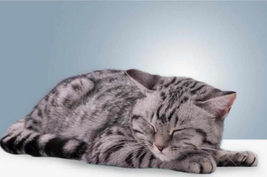 BB.lv: Сколько часов кошки спят в сутки