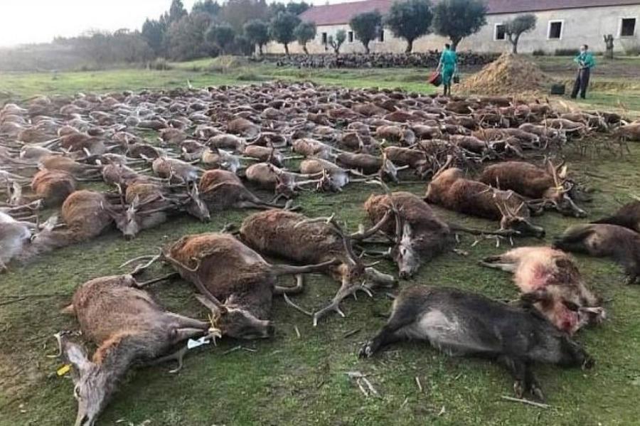 Ужас: испанские охотники устроили массовую резню оленей и кабанов в Португалии