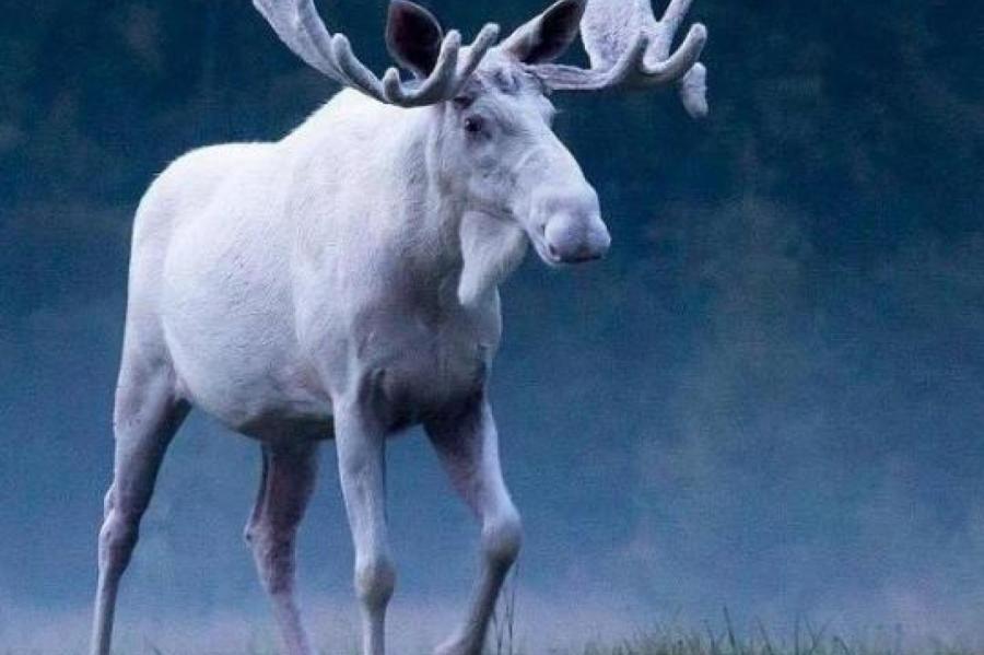 В Швеции заметили редчайшего белого лося