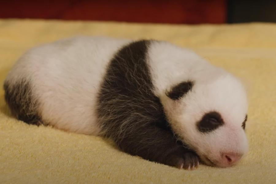 «Маленькое Чудо»: долгожданный детеныш панды родился в американском зоопарке