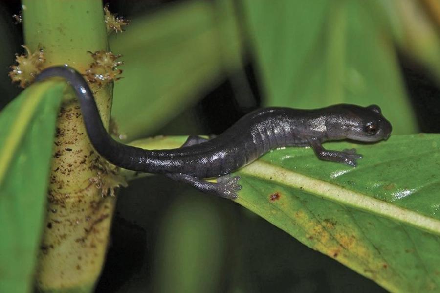 В Мексике обнаружили новый вид грибоязычных саламандр