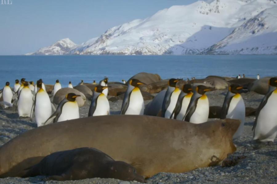 Отрывок из жизни обитателей субантарктического острова: пингвины и слоны