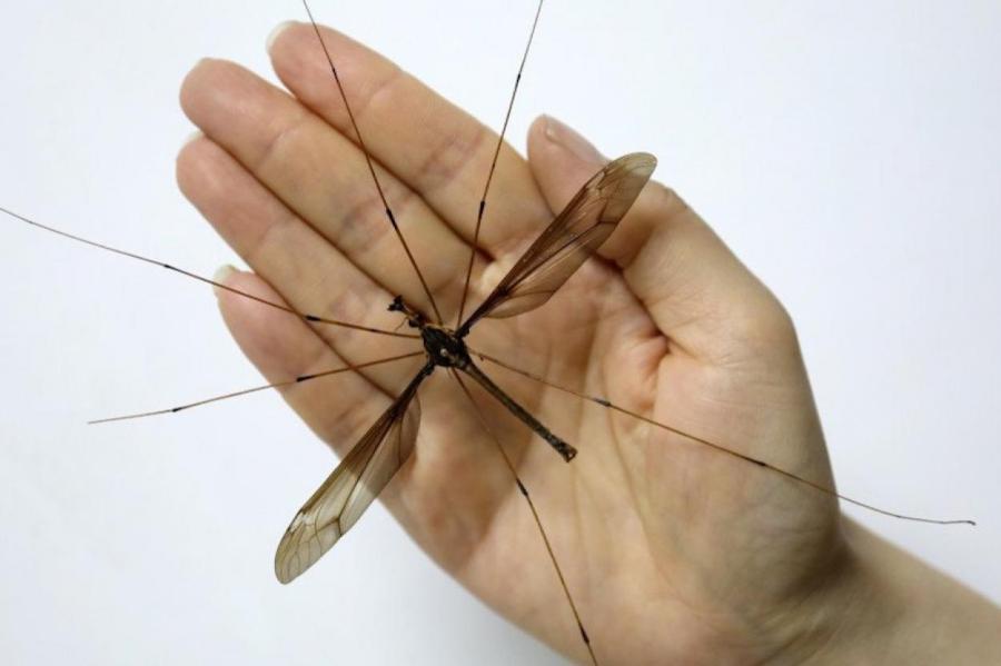 Самый большой в мире комар – китайский