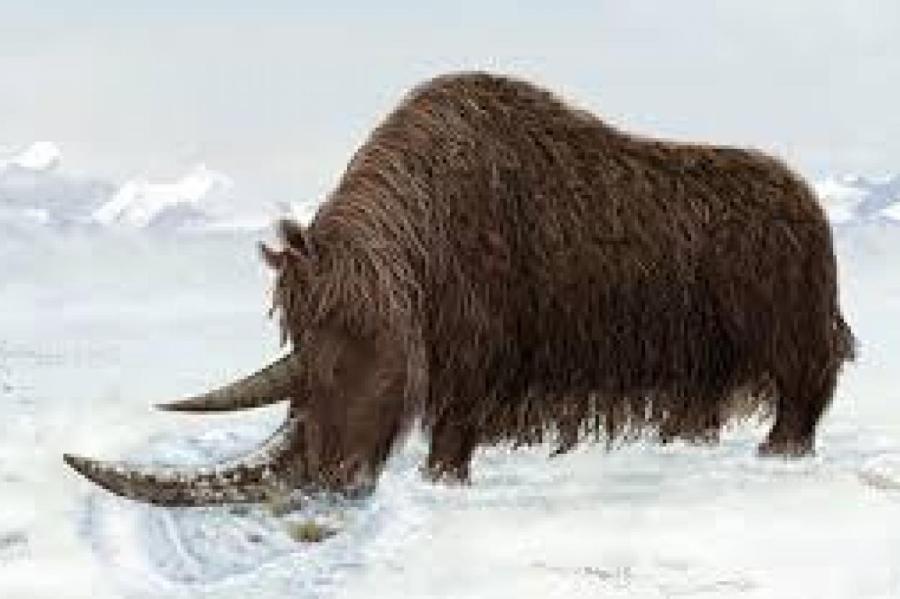 В Якутии найден уникальный шерстистый носорог