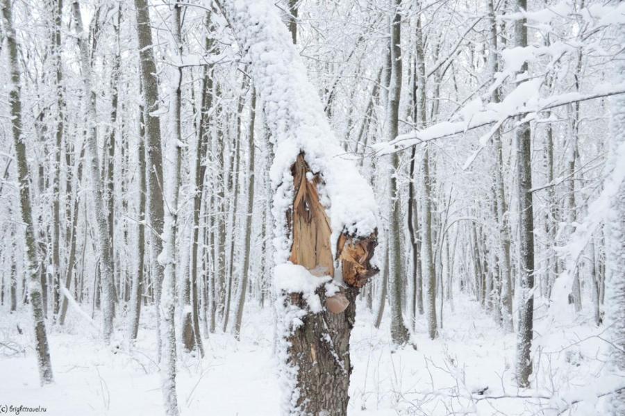 Сильный снегопад в Латгале местами поломал деревья