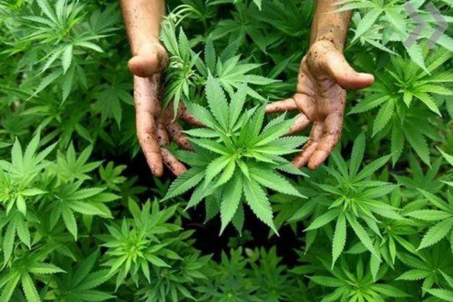 «Травка от коронавируса». В Латвии активнее прежнего выращивают марихуану