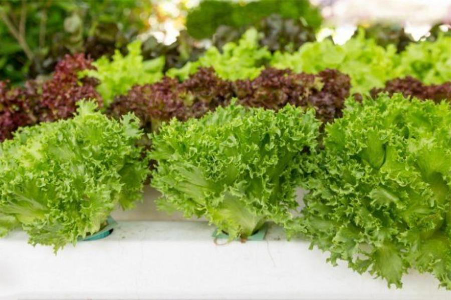 Вырастить салат зимой на подоконнике? Легко!