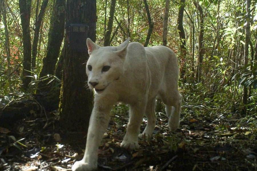 В Бразилии впервые заметили белую пуму в дикой природе