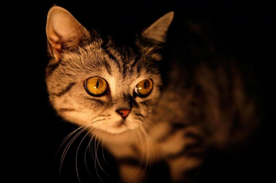 Что видят кошки в пустом углу, когда «видят призраков»