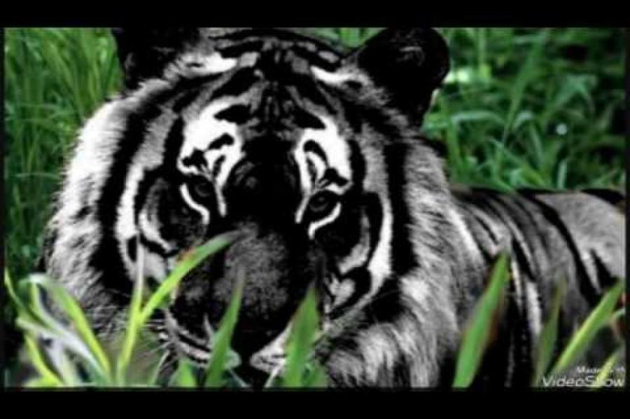 В Индии сфотографировали тигра с уникальным окрасом