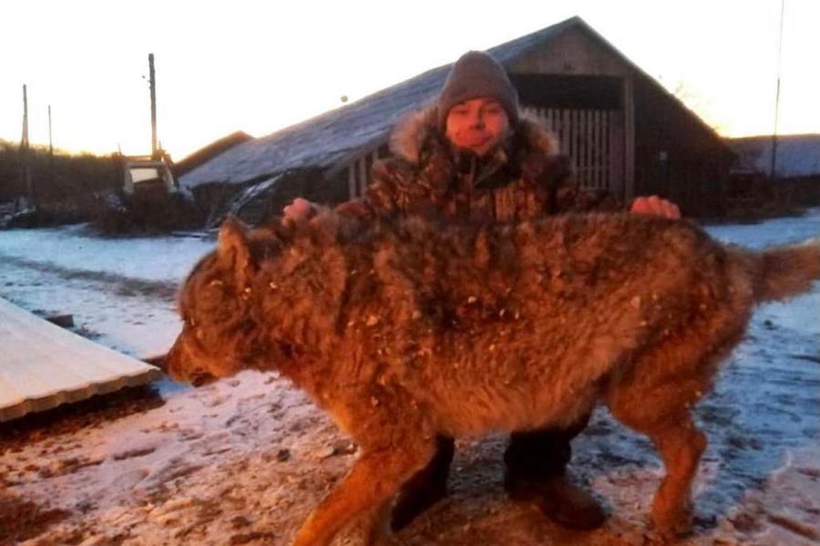 Настоящий русский: британцев восхитил задушивший волка фермер из России (видео)