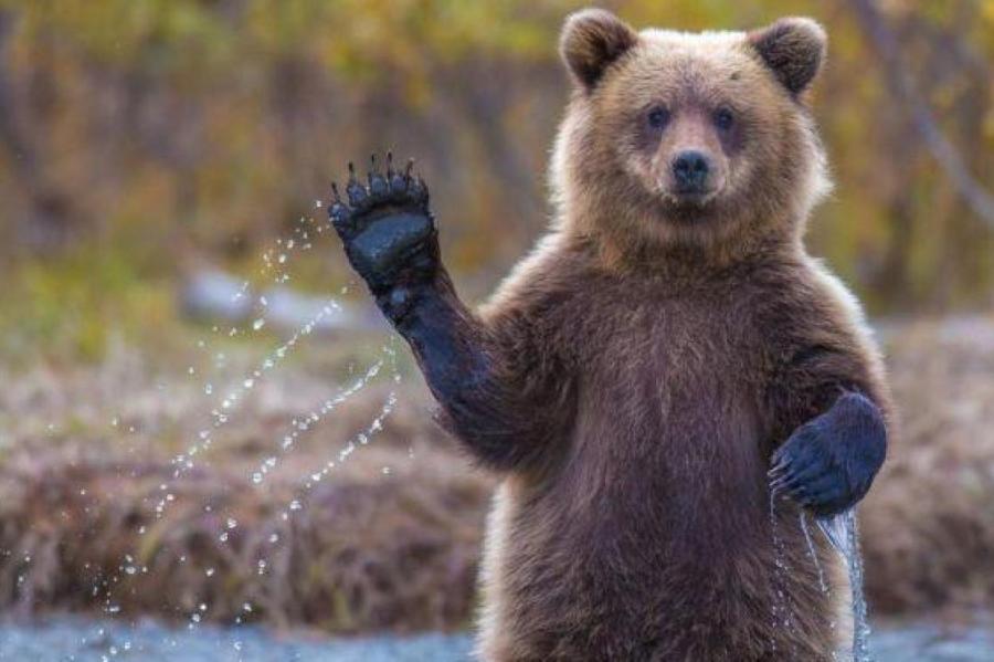 “Живут даже под Ригой”: охотник рассказал о количестве медведей в Латвии