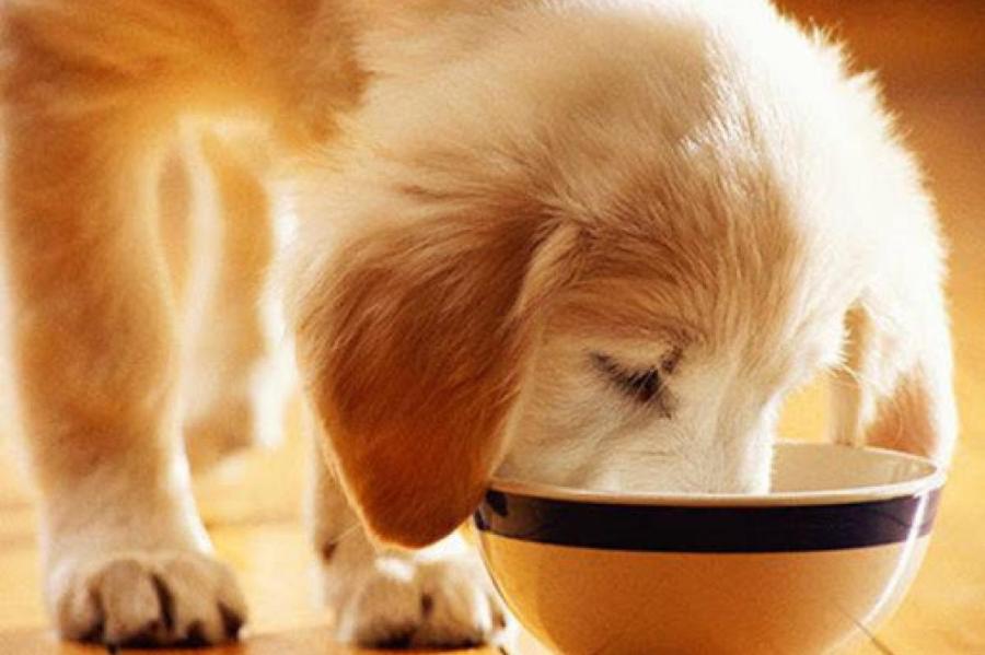 Специалисты советуют: какую кашу лучше всего готовить для собаки