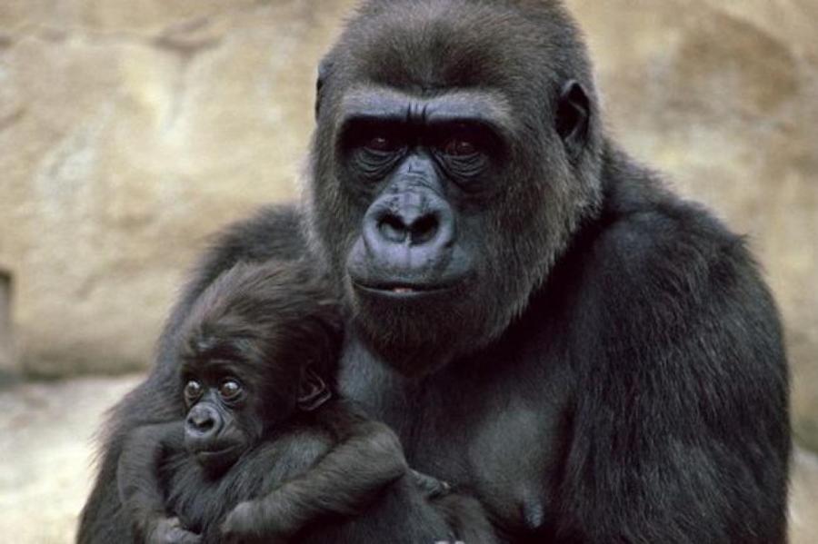 Два случая заражения горилл COVID-19 зарегистрированы впервые в мире