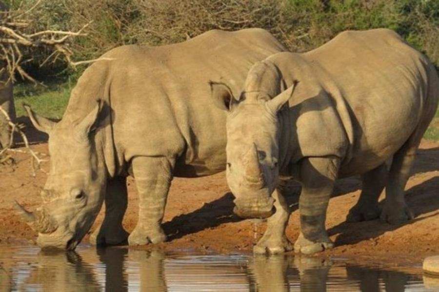 Останки уникального шерстистого носорога обнаружили в Якутии