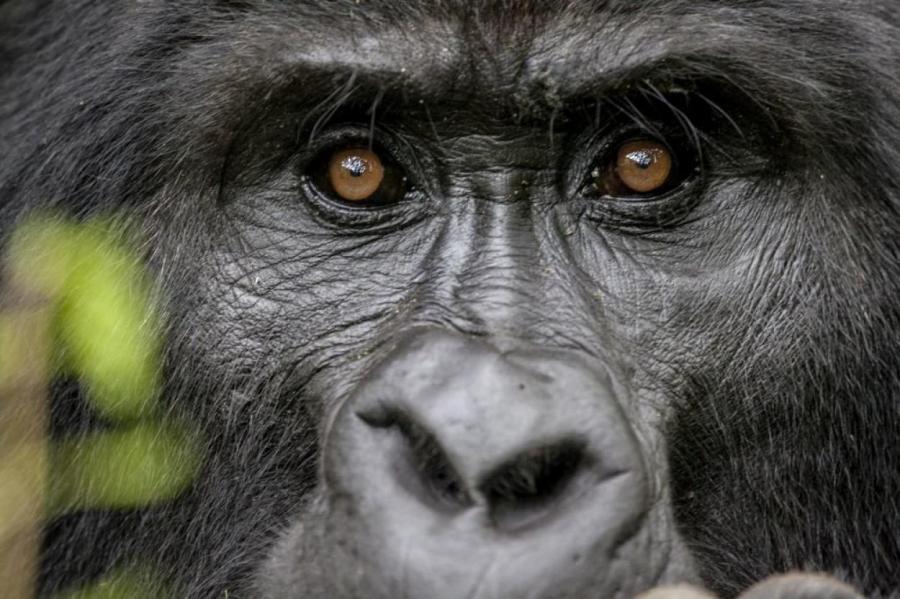 Число заразившихся горилл в зоопарке США возросло до восьми