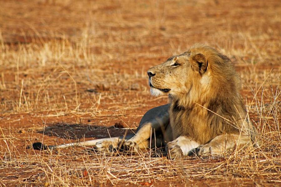 Из Африки исчезают львы