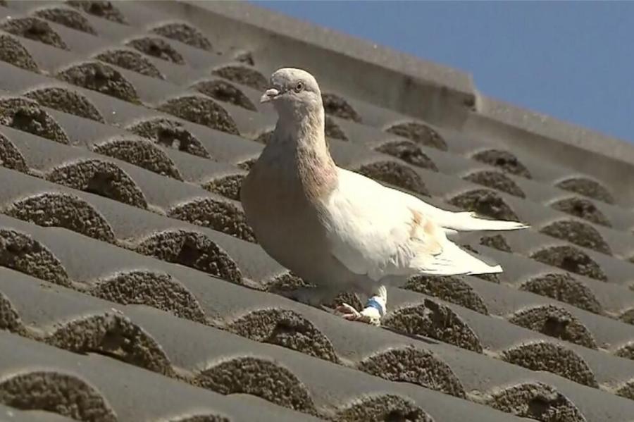 Гоночный голубь из США пересек Тихий океан и добрался до Австралии