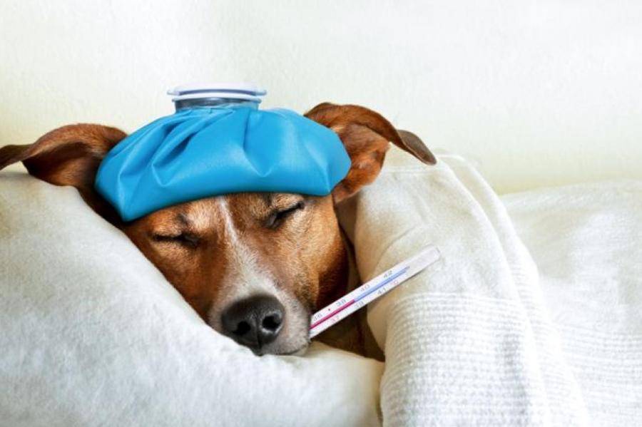 Собачий грипп: симптомы, лечение, профилактика