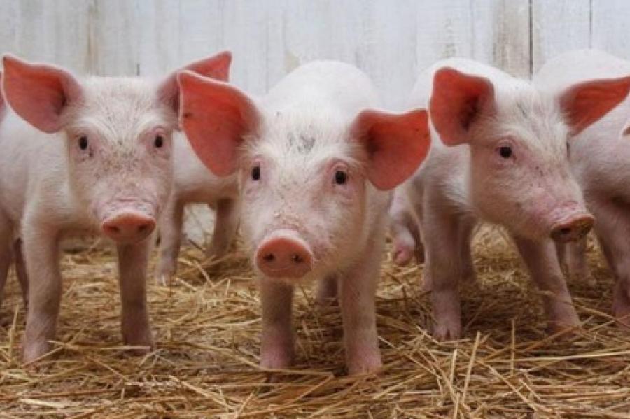 Ахтунг: в США разрешили выращивать генно-модифицированных свиней!