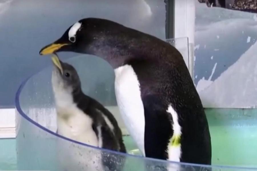 Мексиканский зоопарк показал первого рожденного в стране пингвина